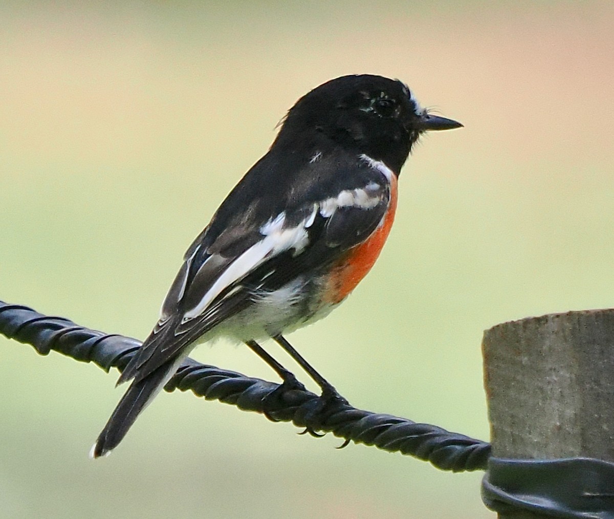 lejsčík šarlatový (ssp. campbelli) - ML649437240