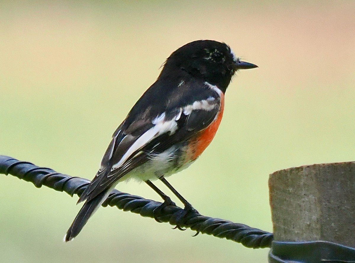 lejsčík šarlatový (ssp. campbelli) - ML649437241