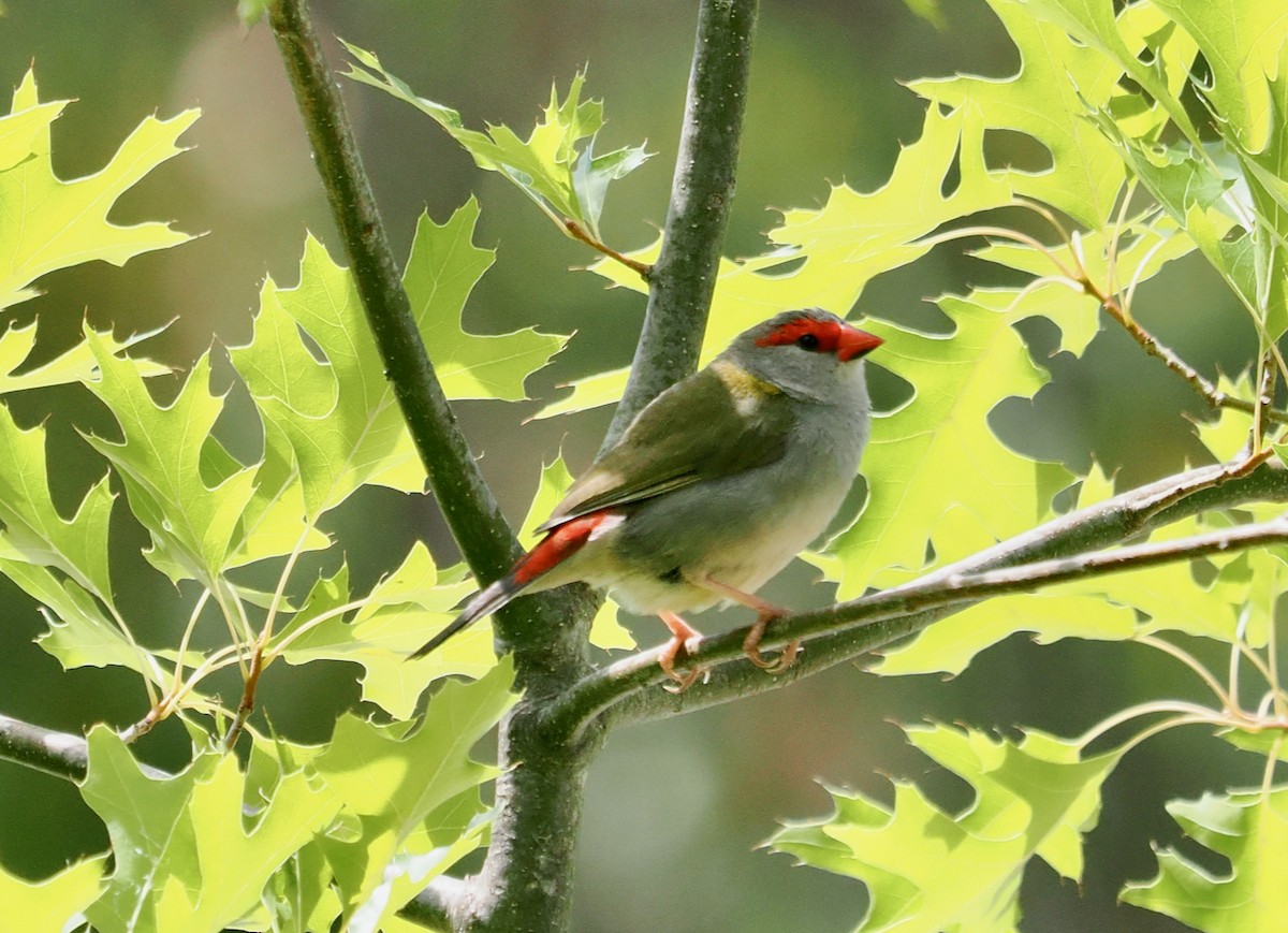 Red-browed Firetail - ML649437242