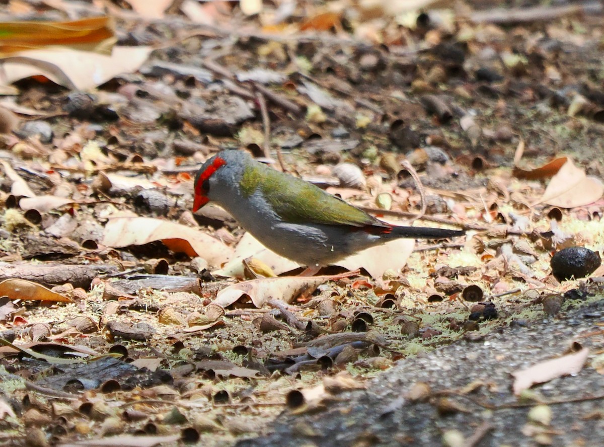 Red-browed Firetail - ML649437243