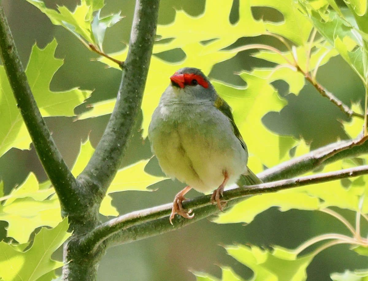 Red-browed Firetail - ML649437244