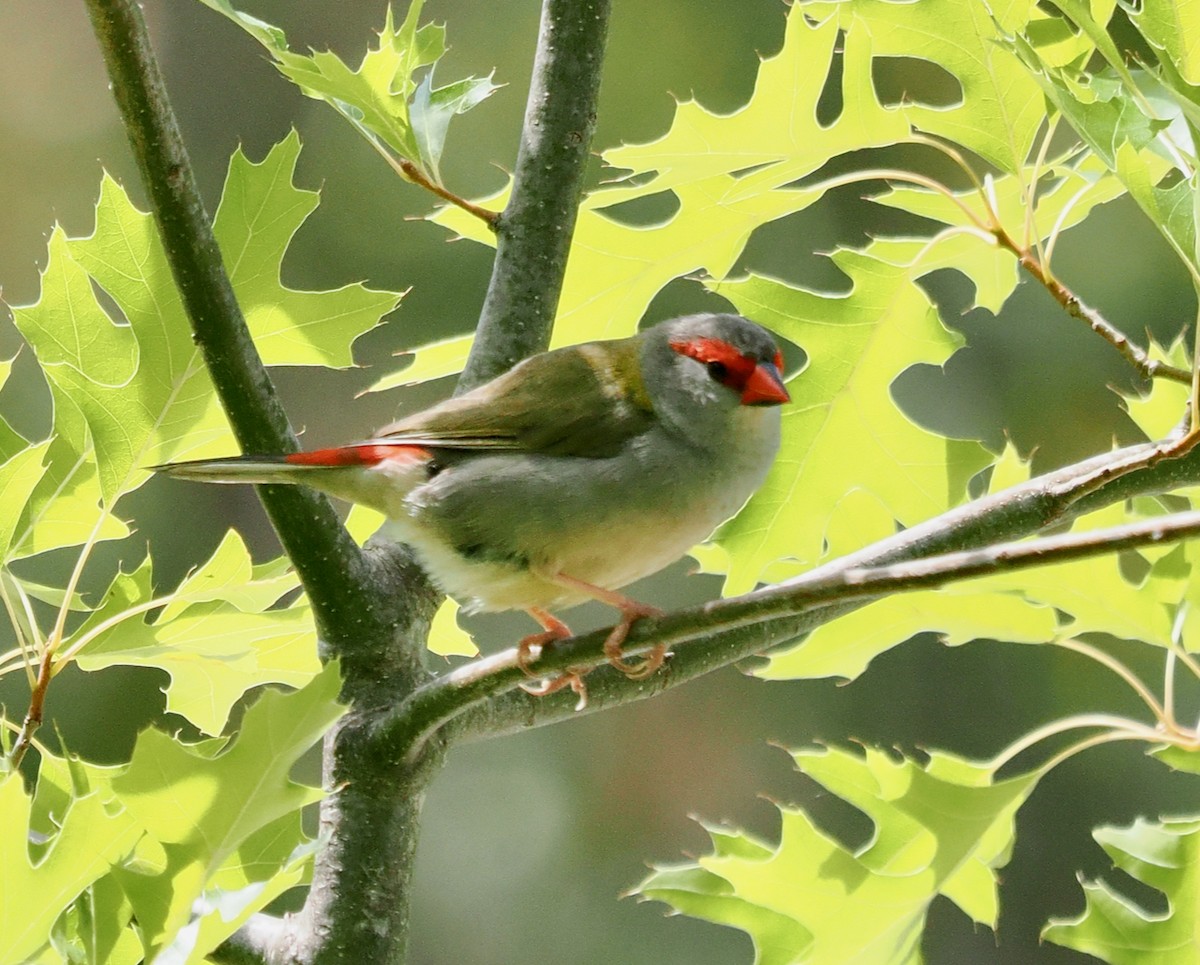 Red-browed Firetail - ML649437245