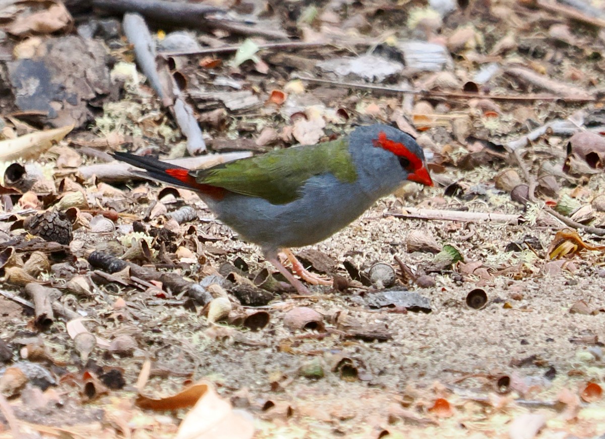 Red-browed Firetail - ML649437246
