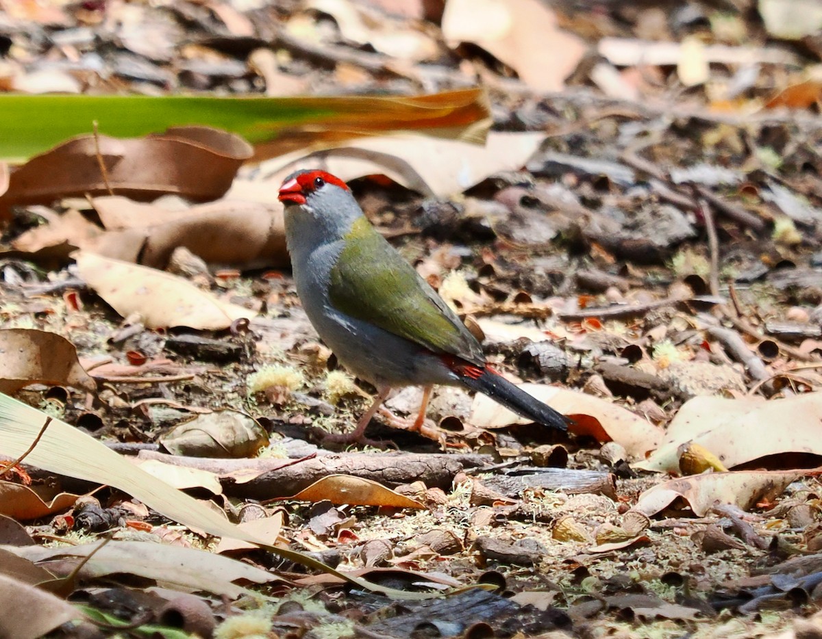 Red-browed Firetail - ML649437247