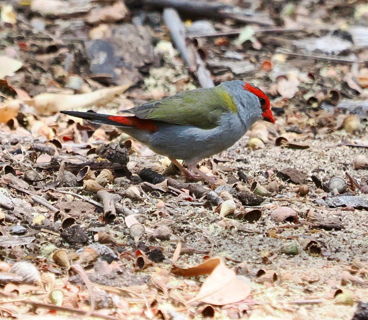 Red-browed Firetail - ML649437248