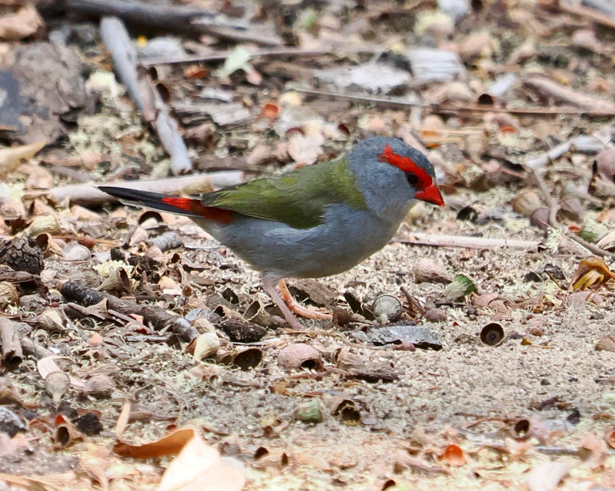 Red-browed Firetail - ML649437249