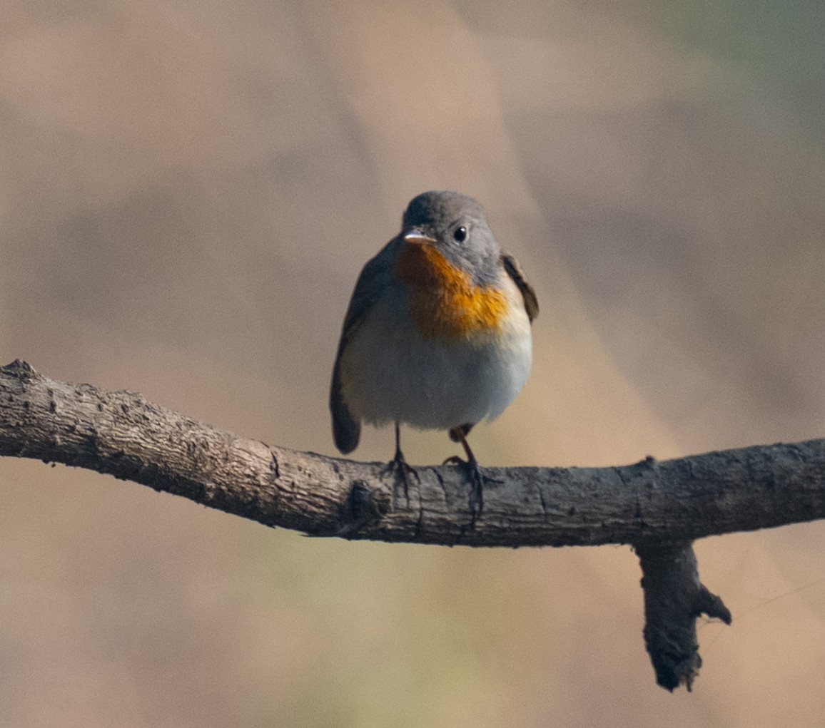 Мухоловка мала - ML649437608