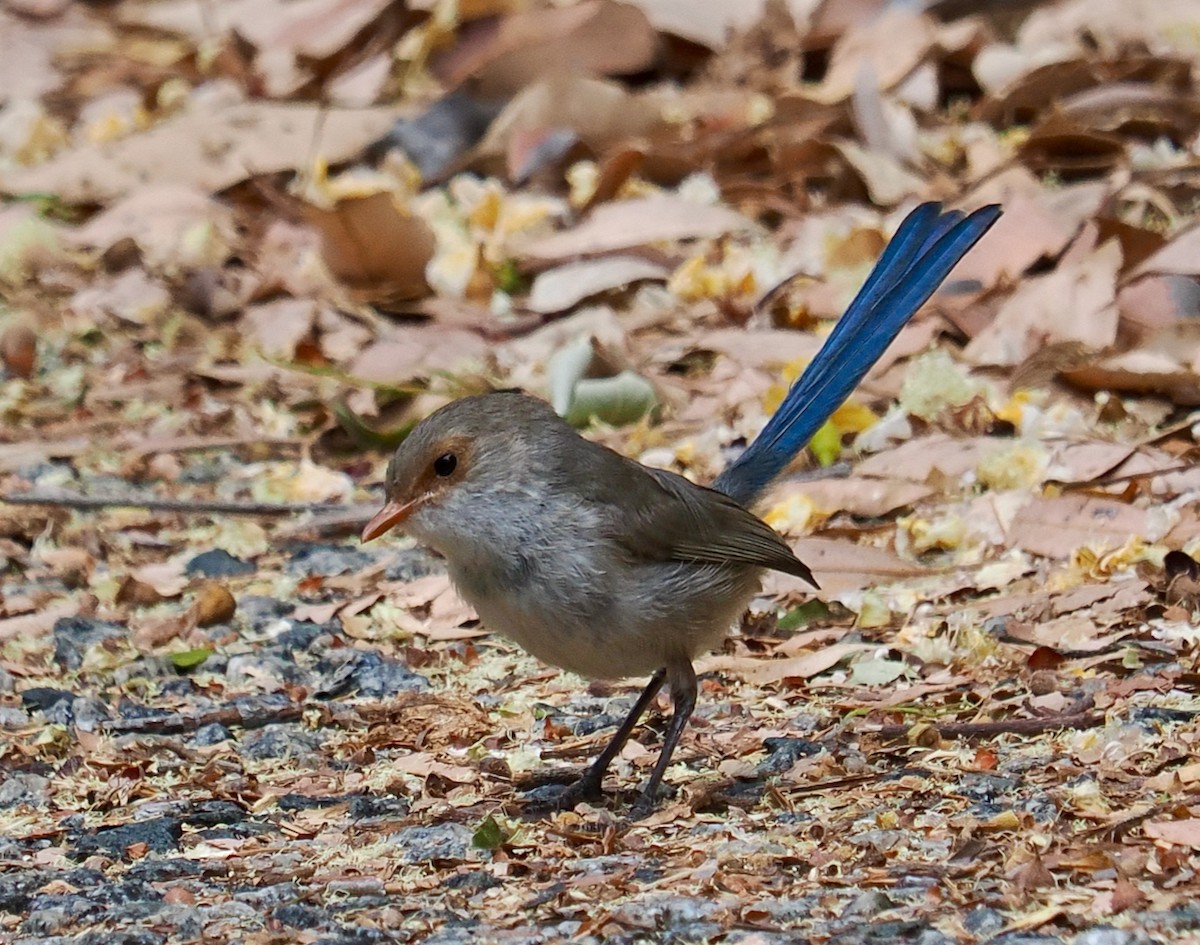 modropláštník modrofialový - ML649437618