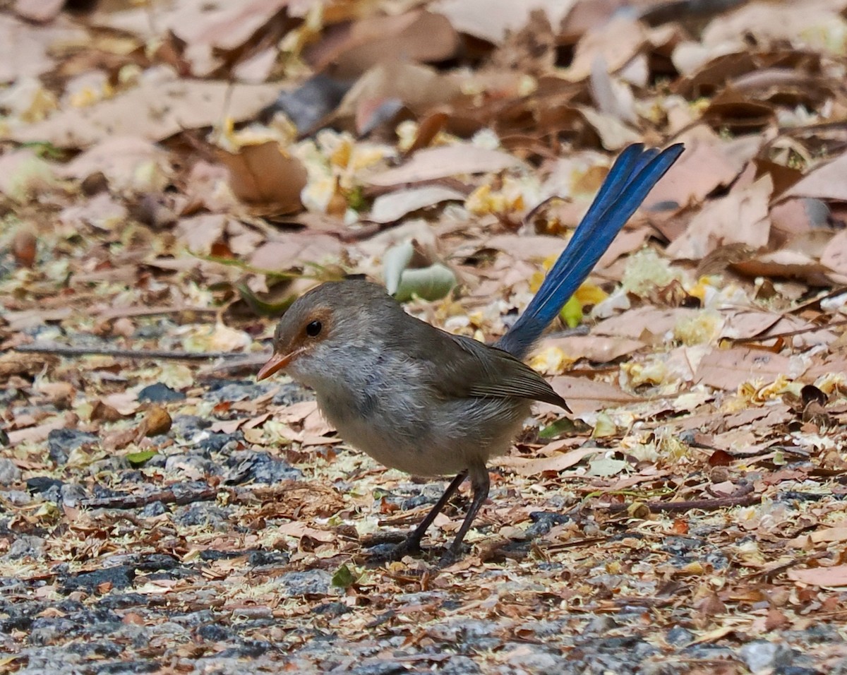 modropláštník modrofialový - ML649437619