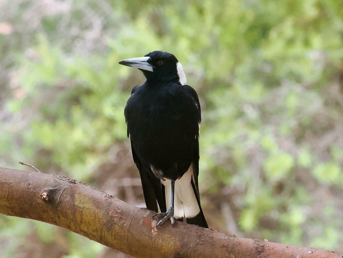 flétňák australský (ssp. dorsalis) - ML649437621