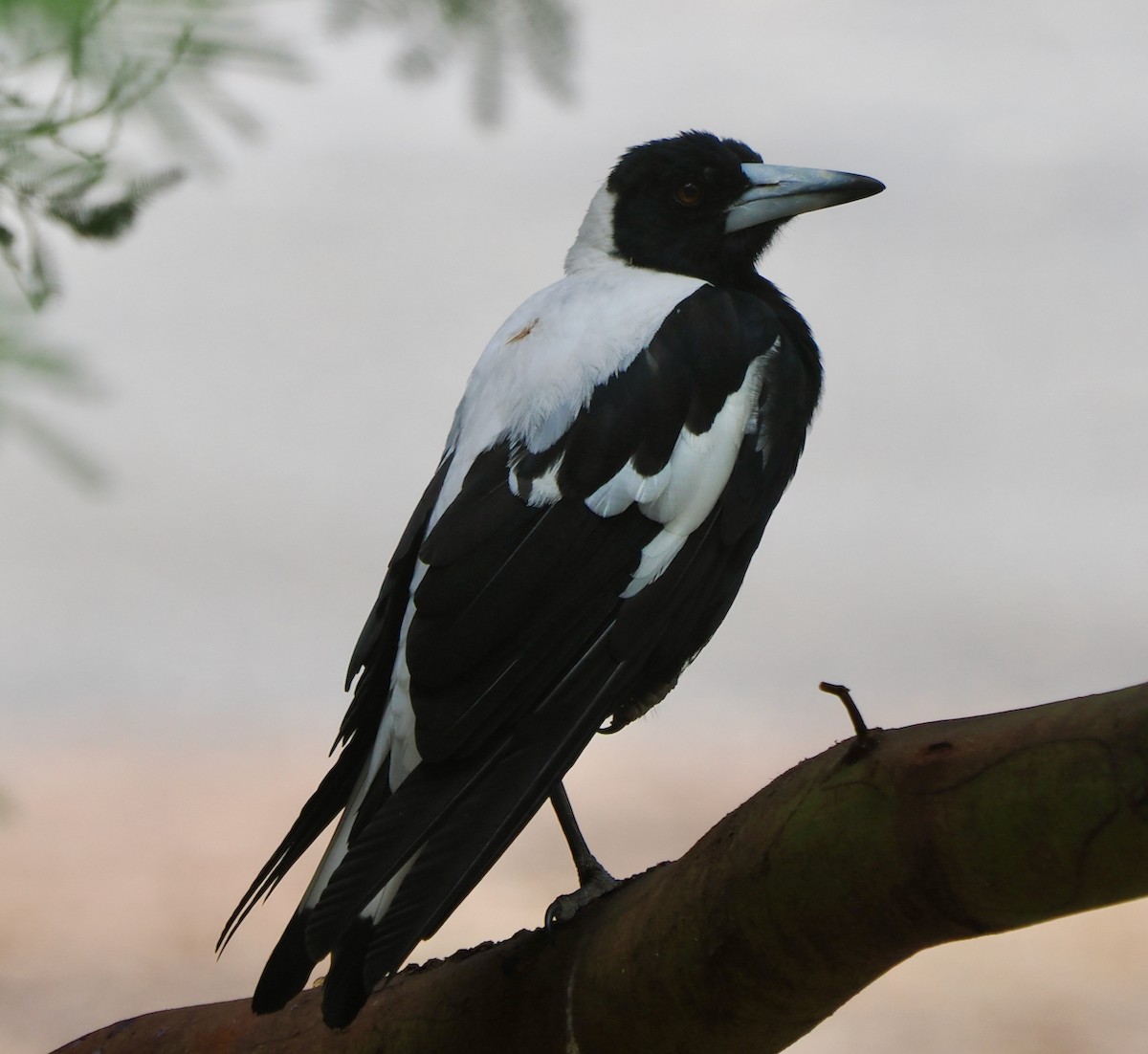 flétňák australský (ssp. dorsalis) - ML649437622