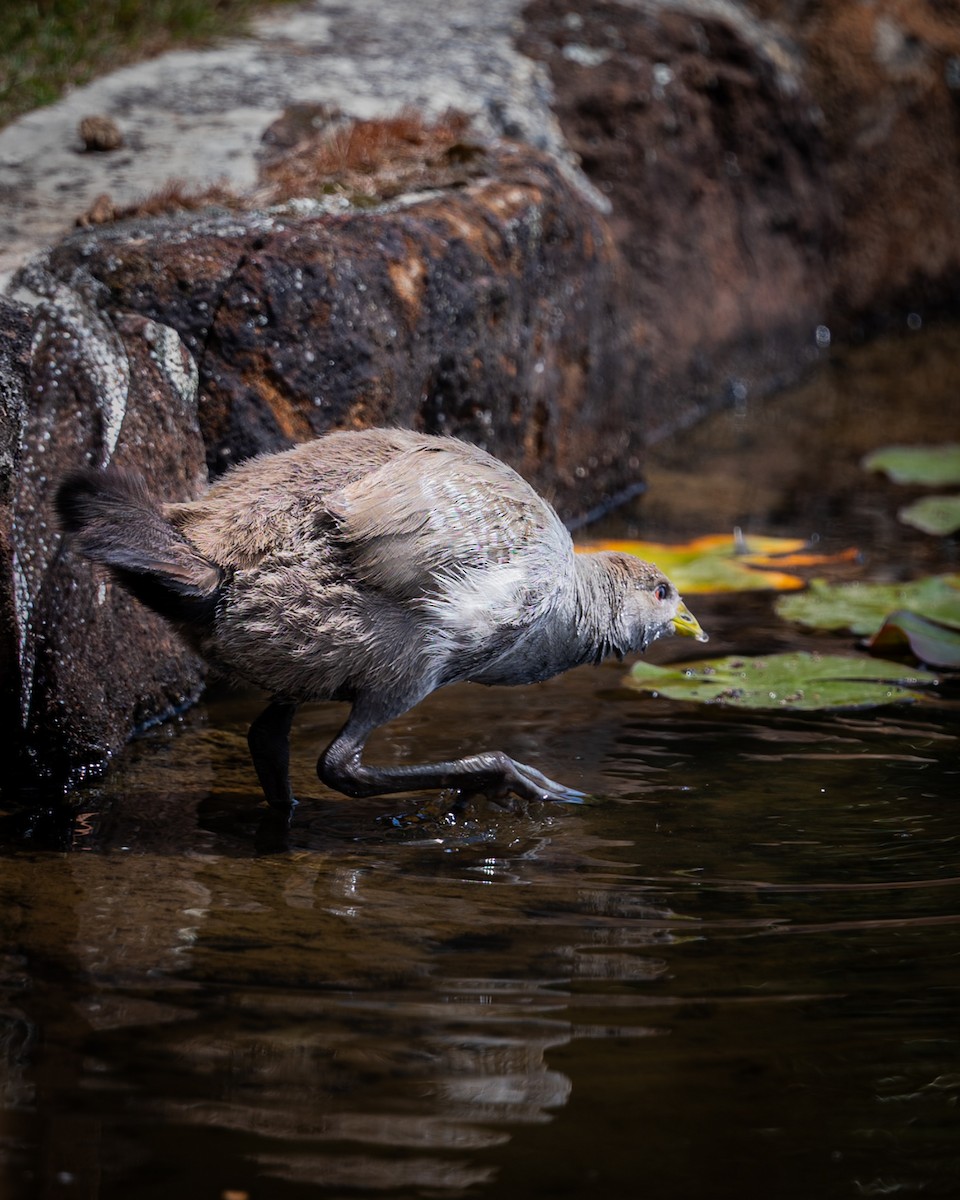 Курочка тасманійська - ML649437916