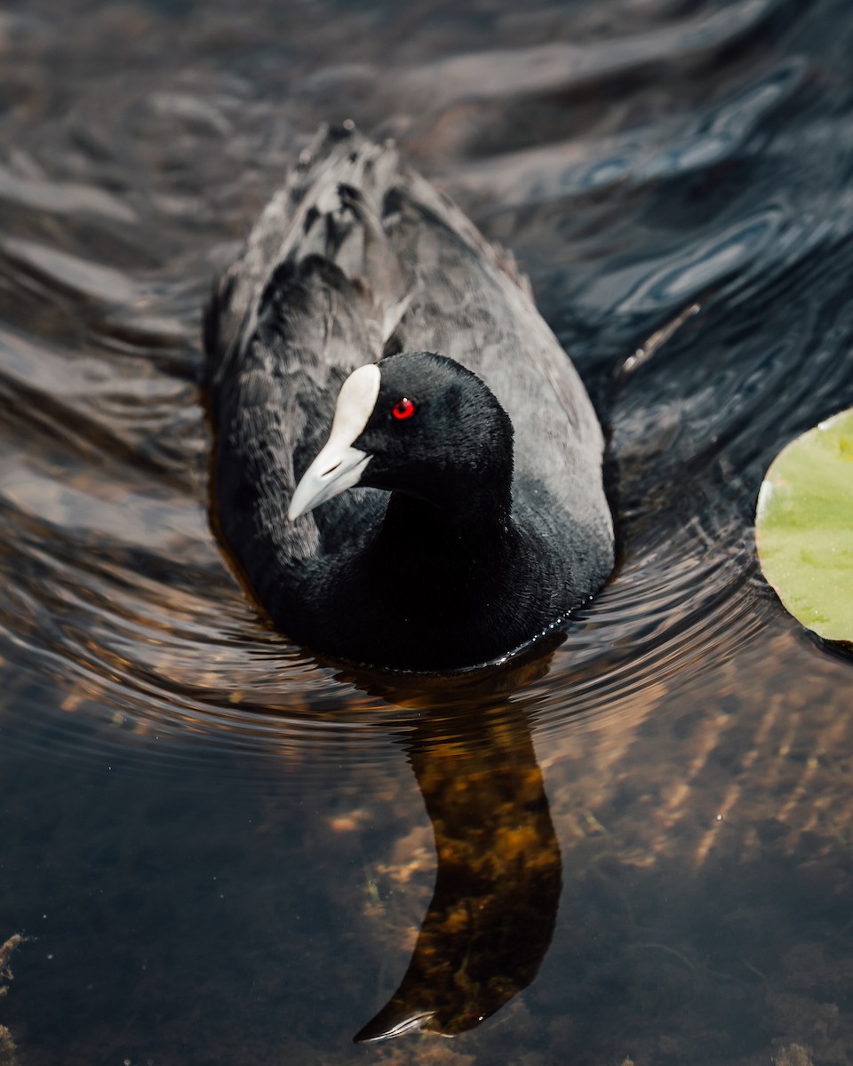 Лиска звичайна - ML649437918