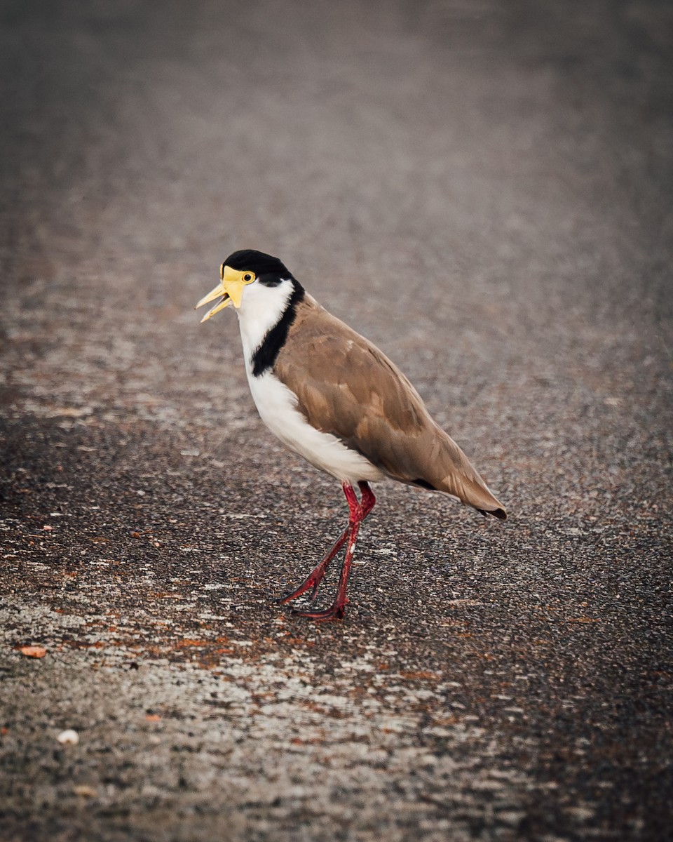 Чайка білошия - ML649437930