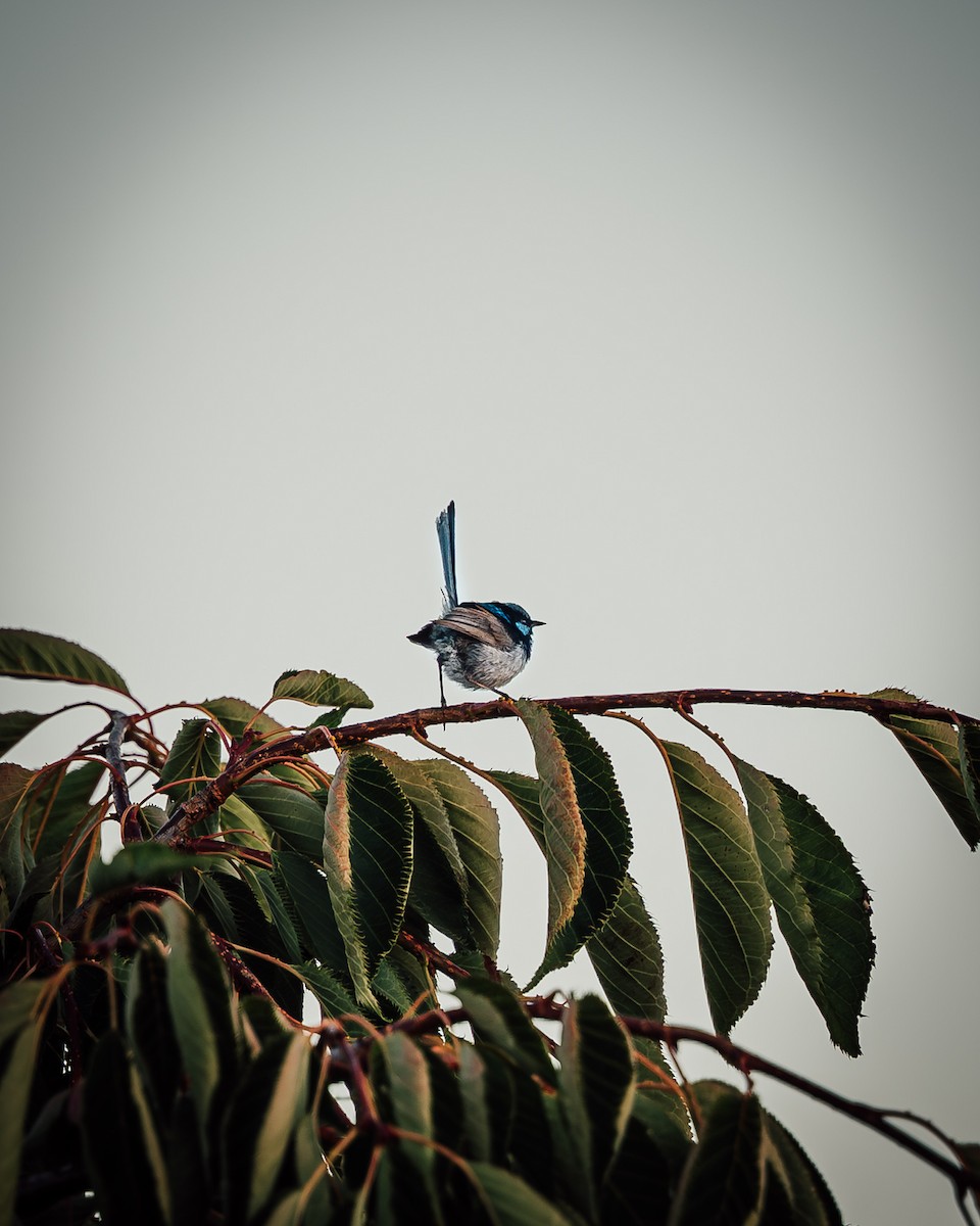 Малюр сапфіровий - ML649437949