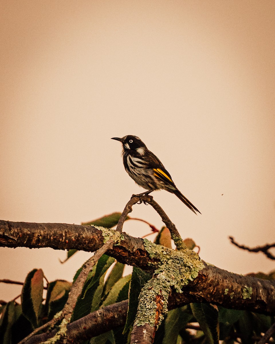 Медовка жовтокрила - ML649437952