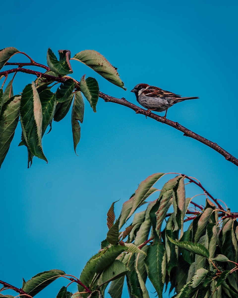 Горобець хатній - ML649437955