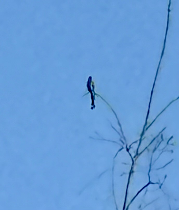 Greater Racket-tailed Drongo - ML649437984
