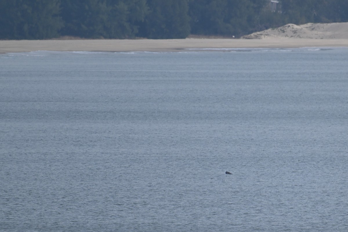 哺乳類 - ML649438025