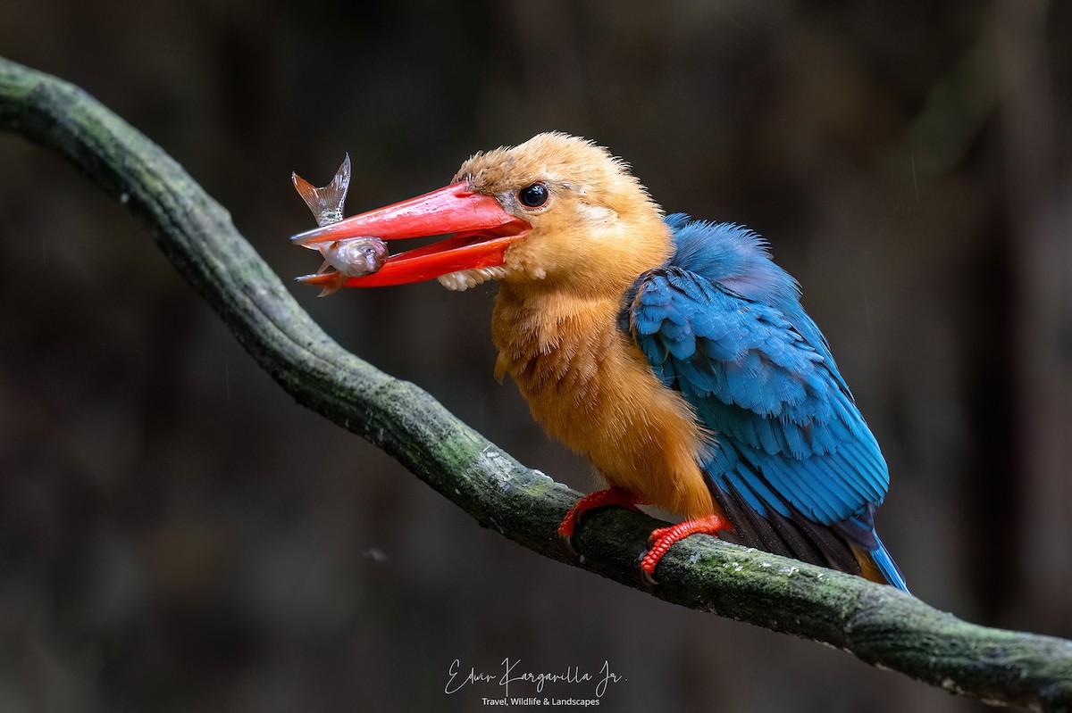 Stork-billed Kingfisher - ML649438028
