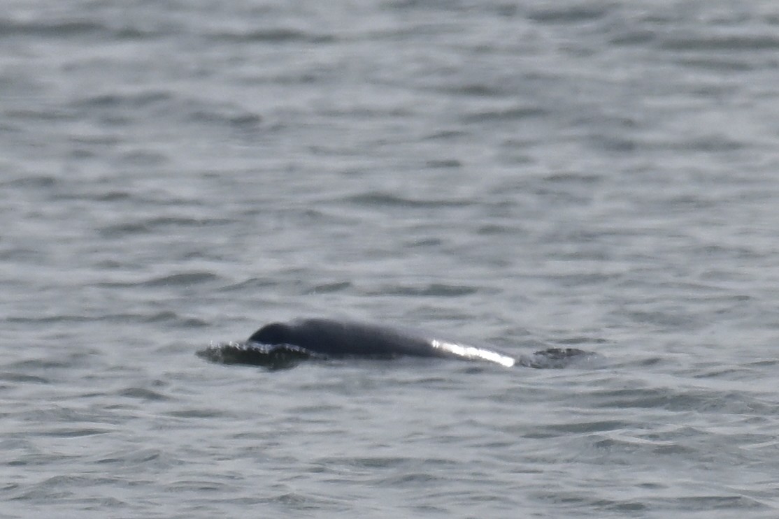 Yangtze Finless Porpoise - ML649438030
