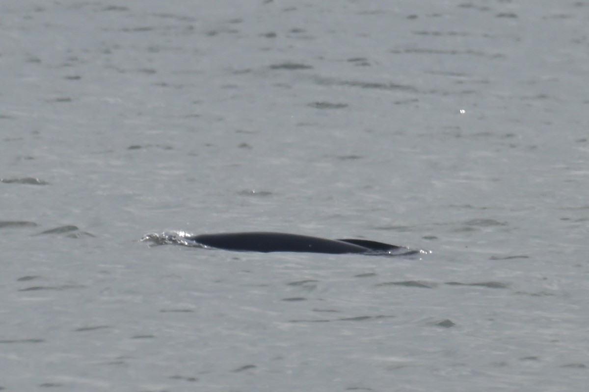 窄脊江豚 - ML649438031