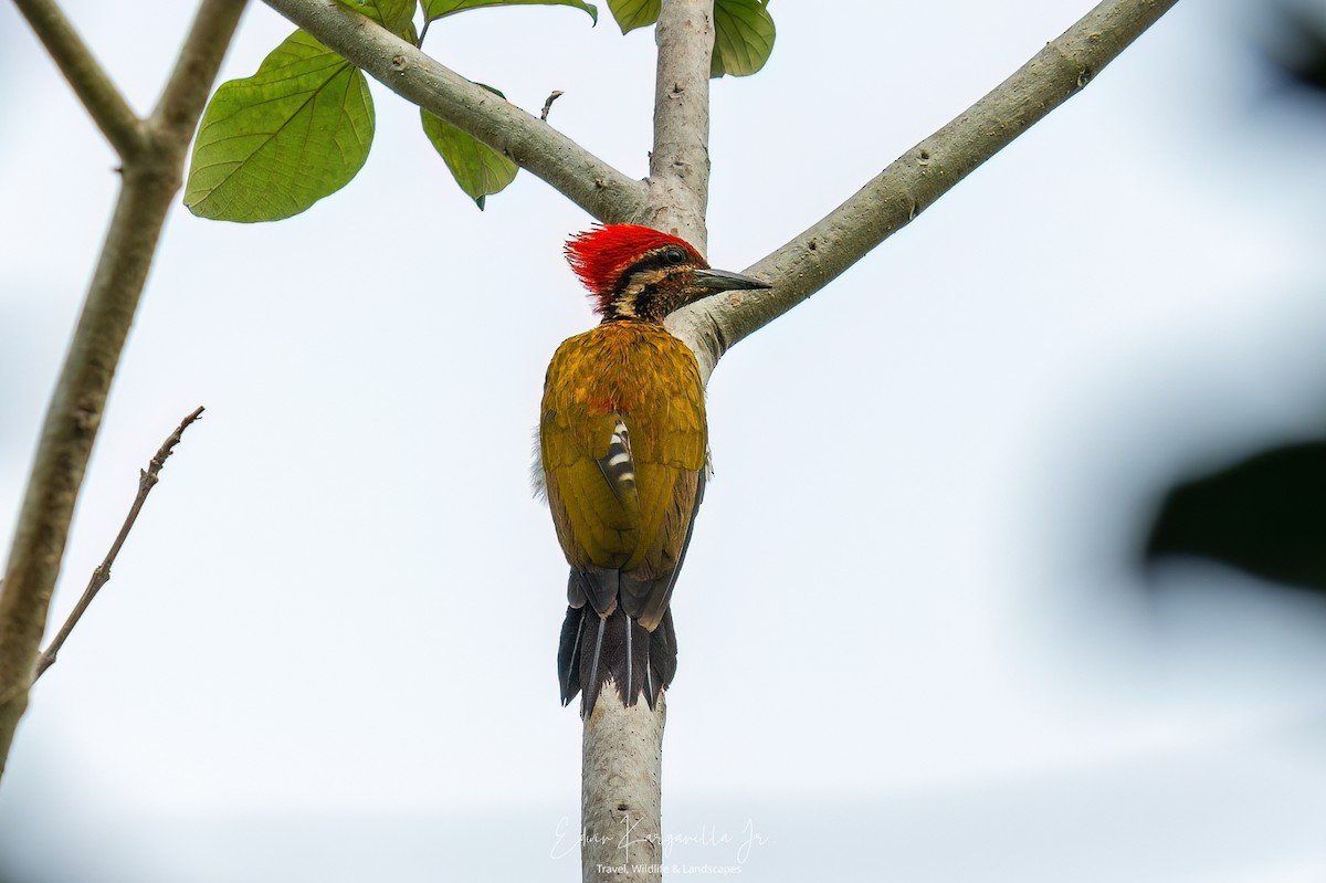 Spot-throated Flameback - ML649438034