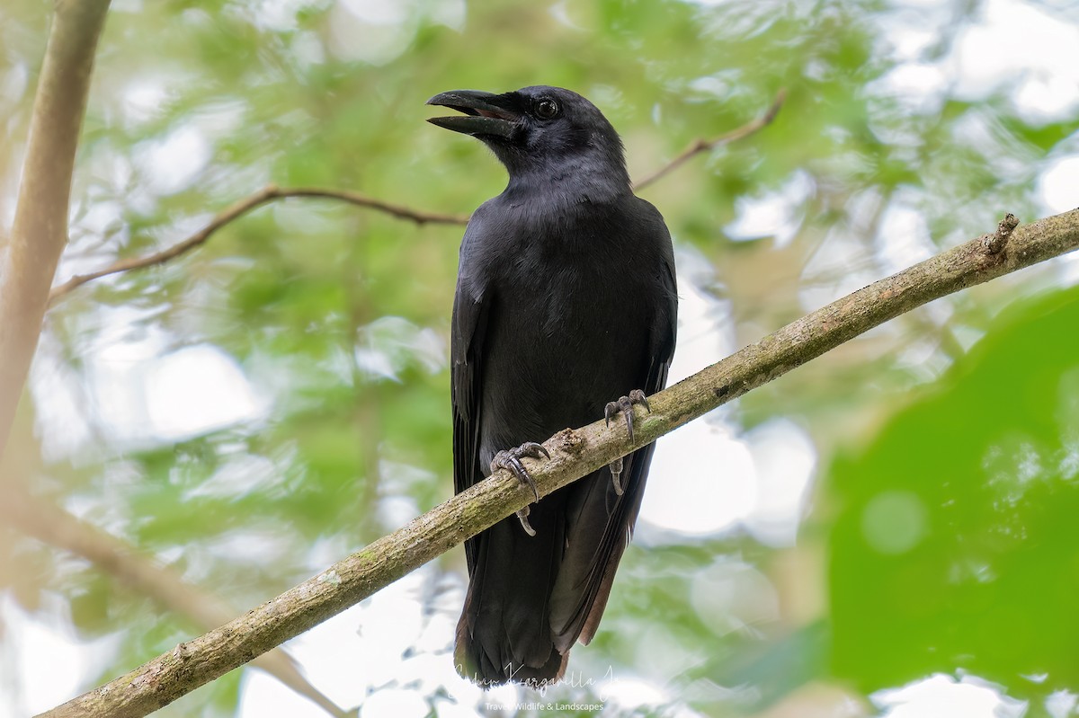 Palawan Crow - ML649438035