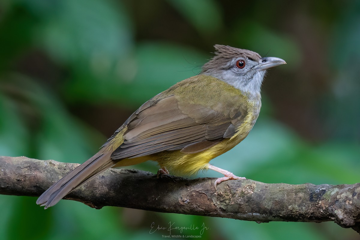 Gray-throated Bulbul - ML649438036