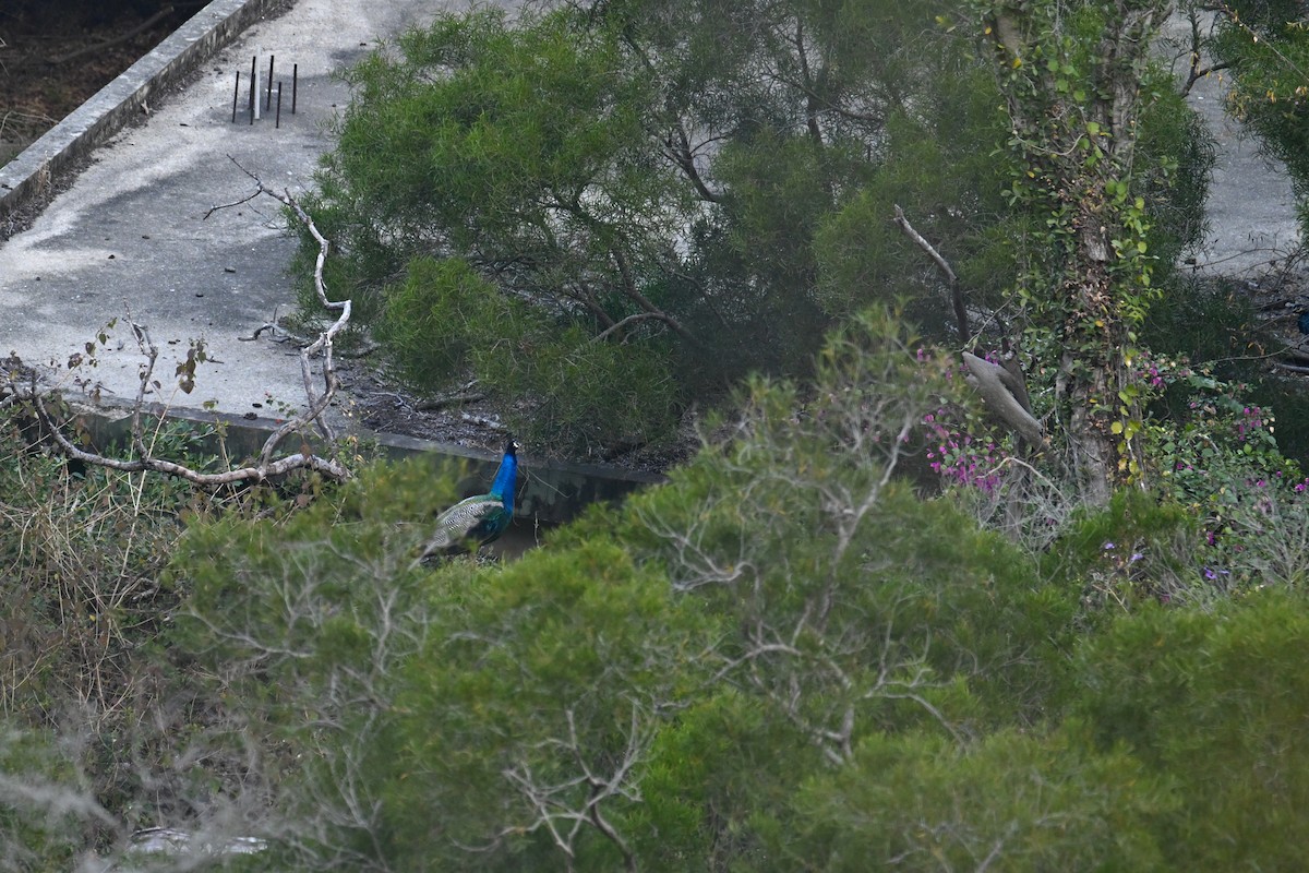 Indian Peafowl - ML649438037