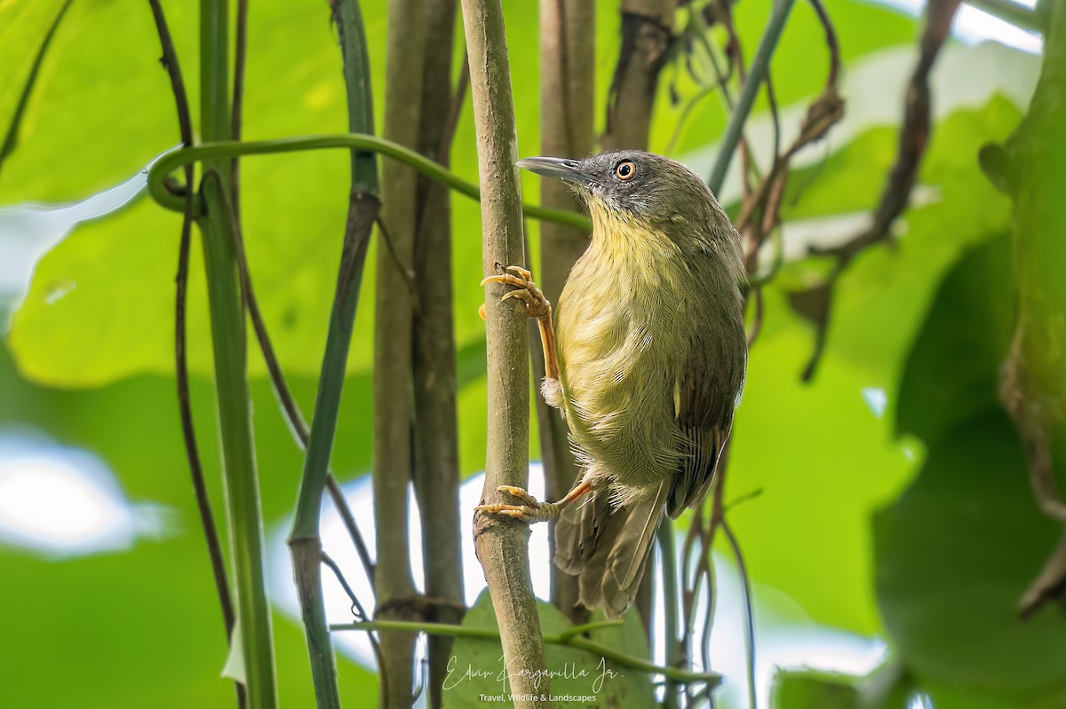 Pin-striped Tit-Babbler - ML649438038