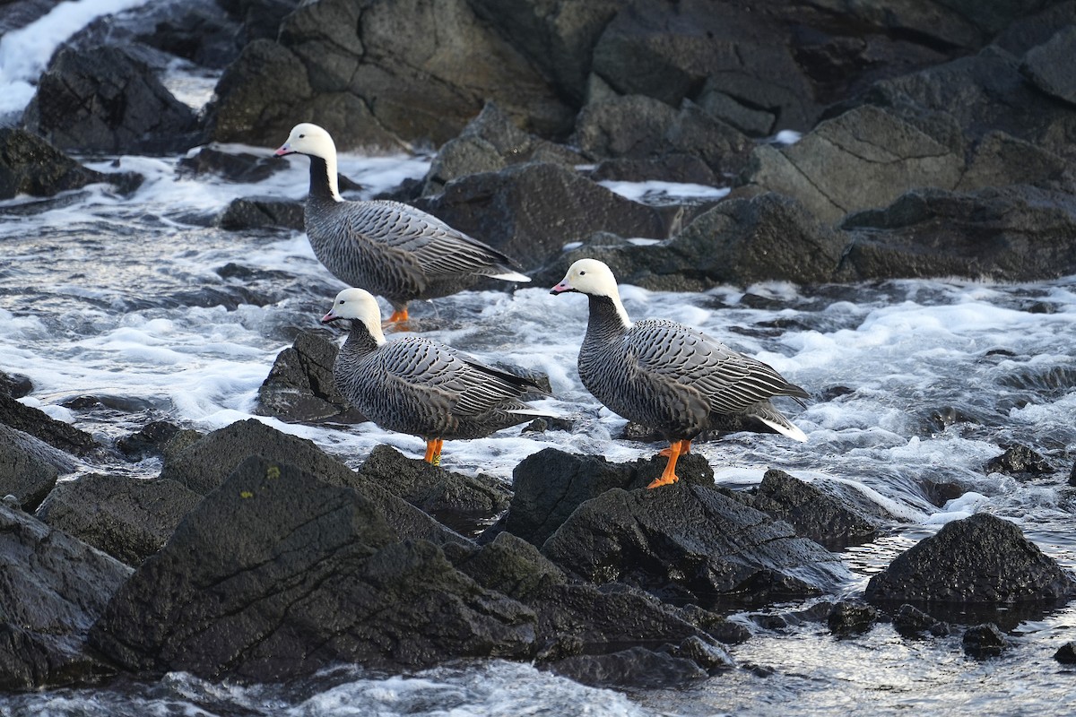 Emperor Goose - ML649438040