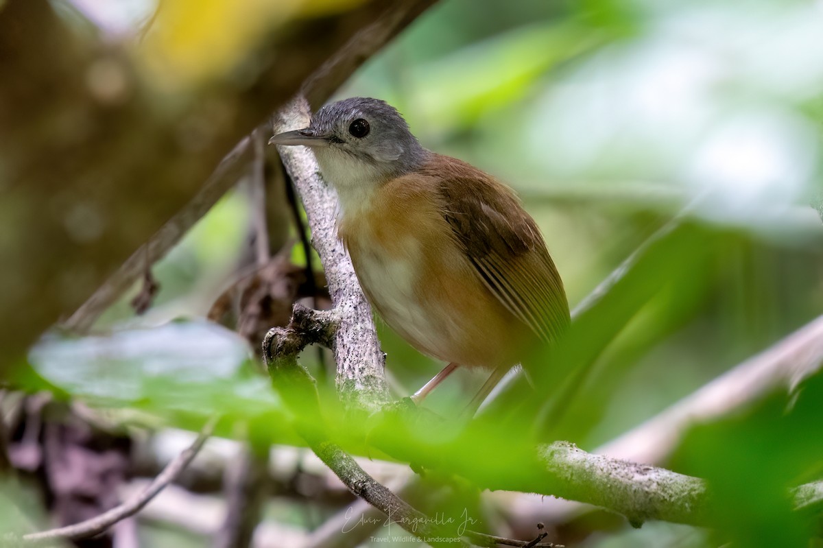 Ashy-headed Babbler - ML649438041