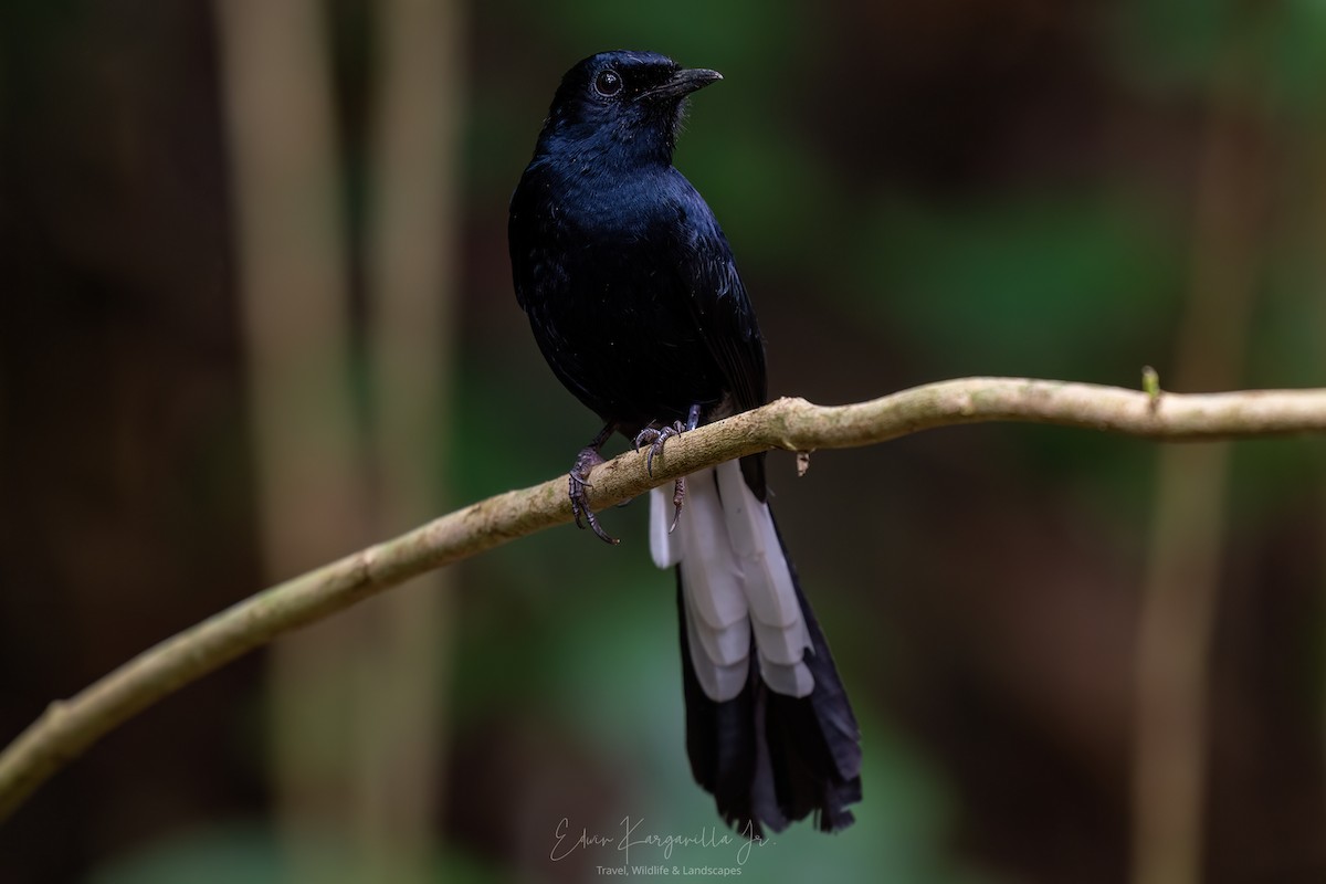 White-vented Shama - ML649438042