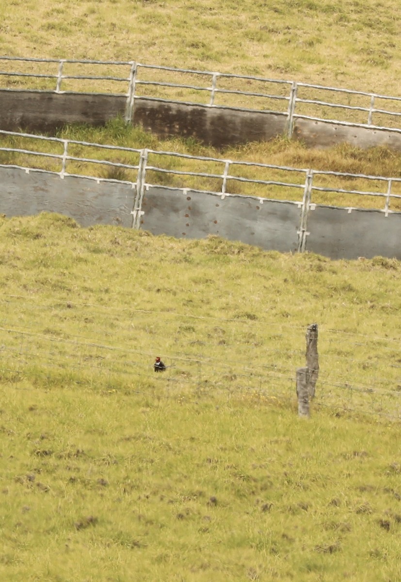 環頸雉 - ML649438043