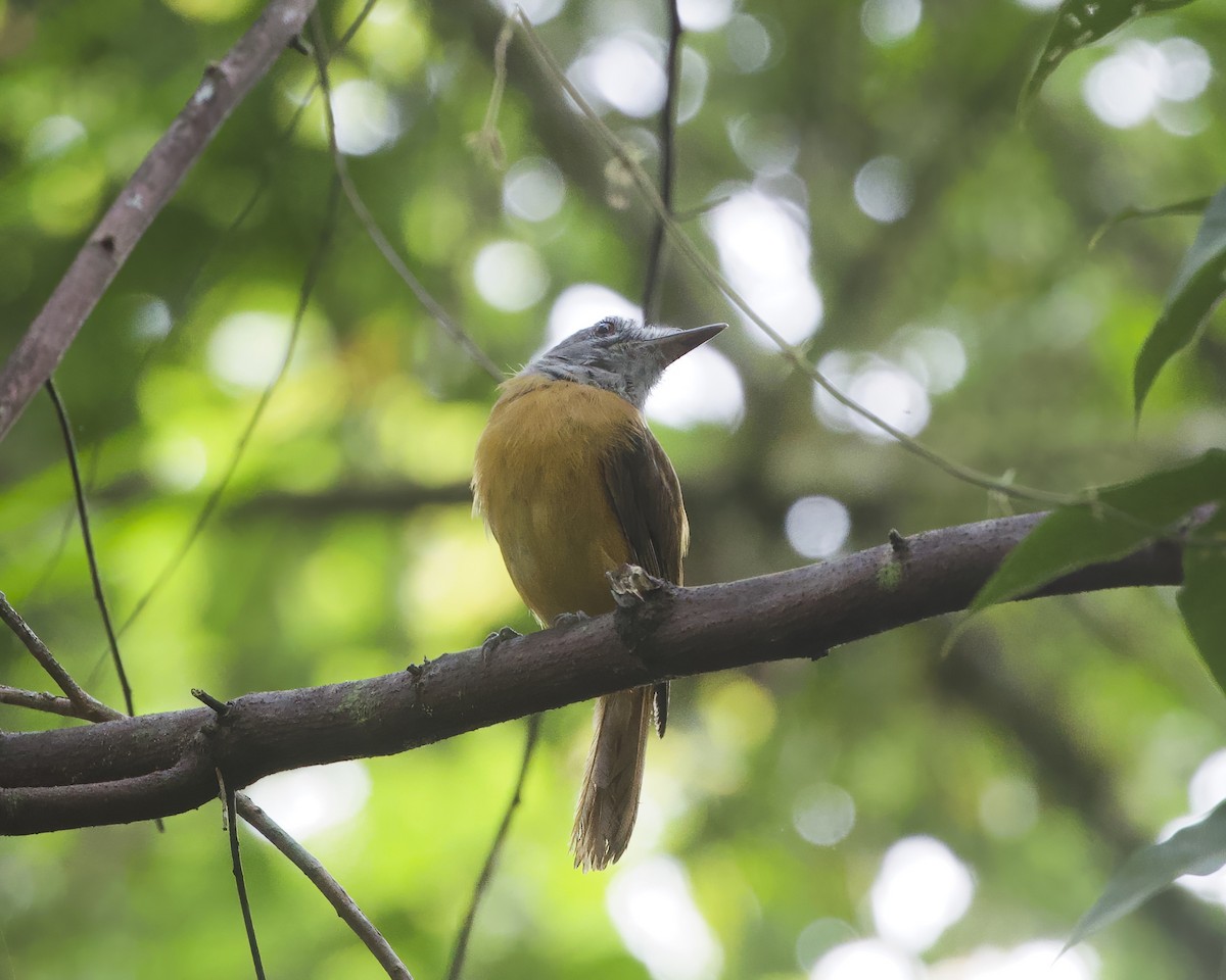 Gray-hooded Attila - ML649438044