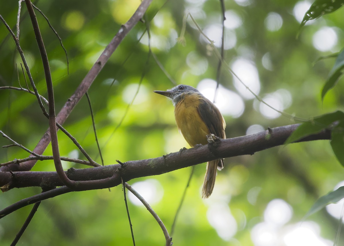 Gray-hooded Attila - ML649438045