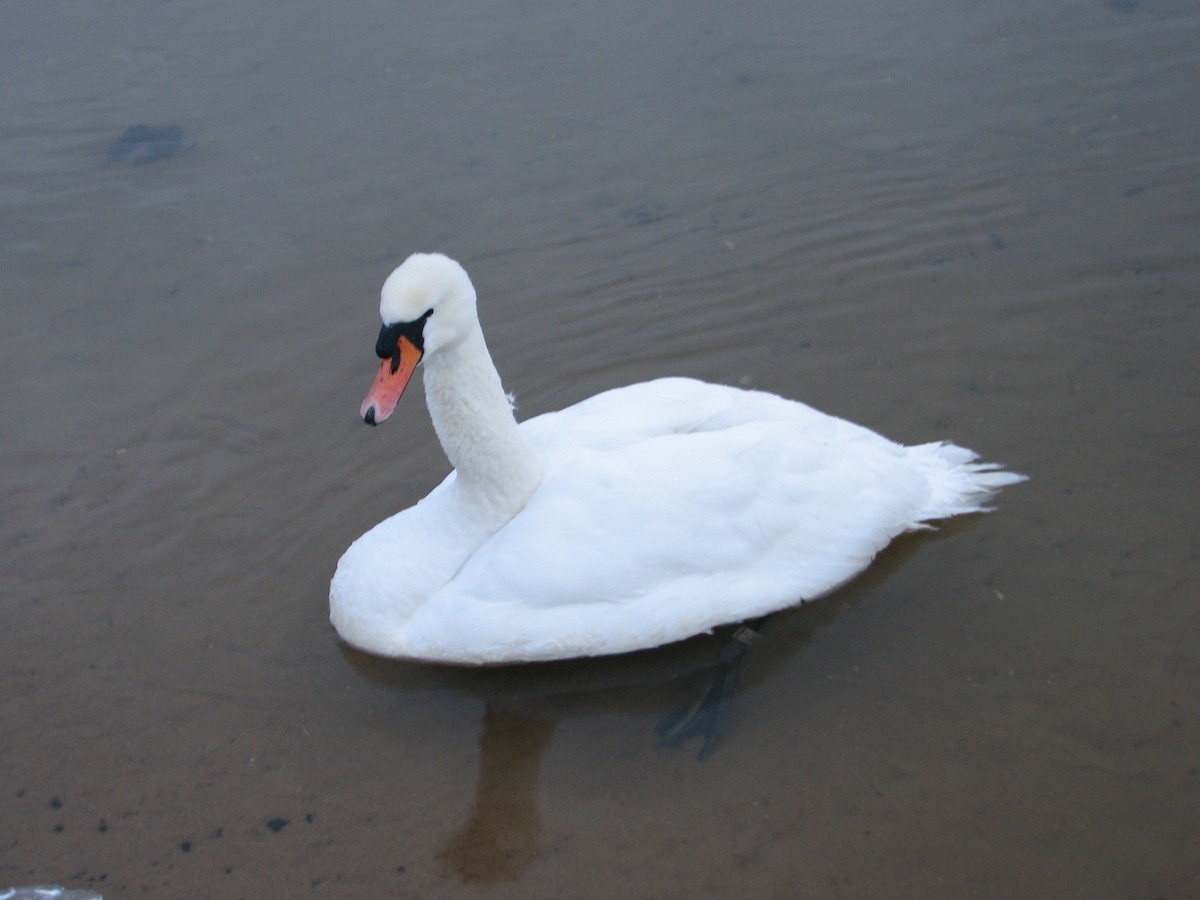 Mute Swan - ML649438046
