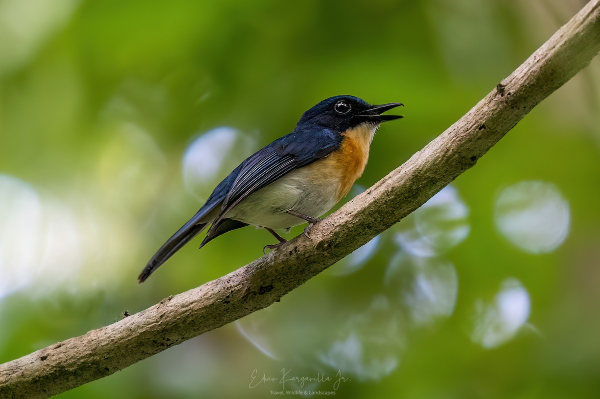 Palawan Blue Flycatcher - ML649438047