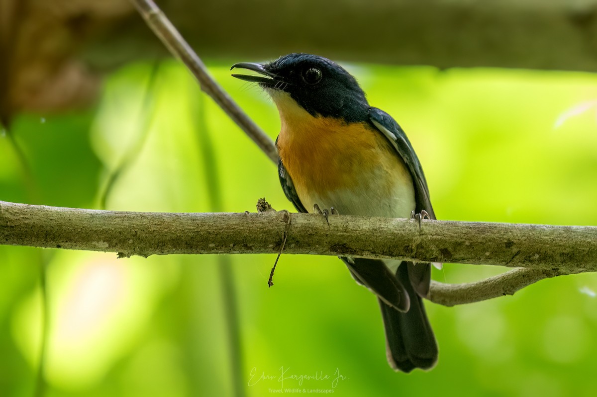 Palawan Blue Flycatcher - ML649438048