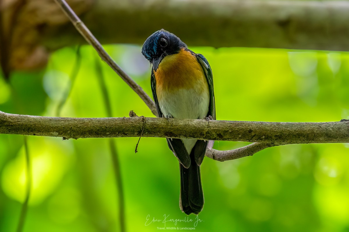 Palawan Blue Flycatcher - ML649438049