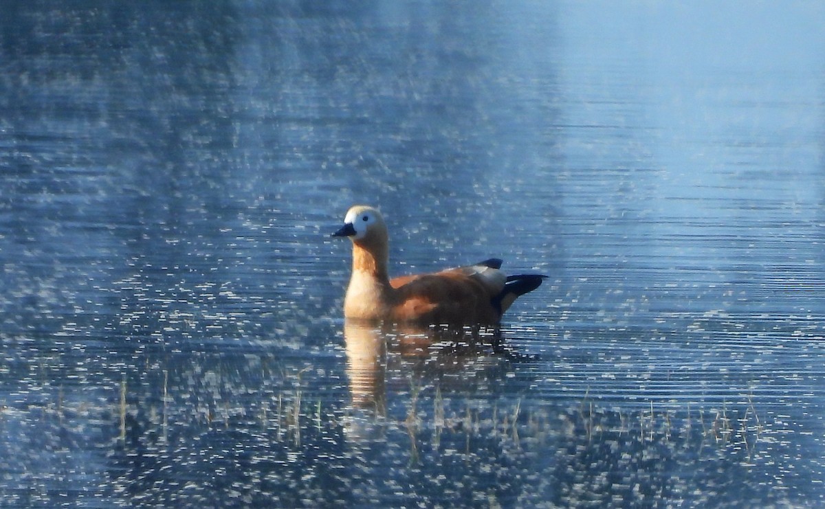 Ruddy Shelduck - ML649438050