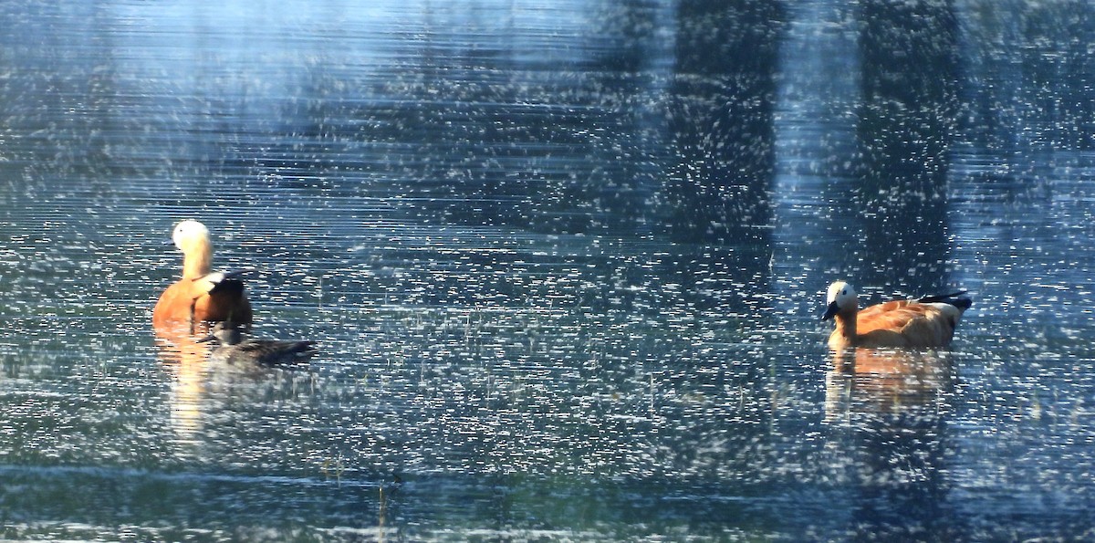 Ruddy Shelduck - ML649438053