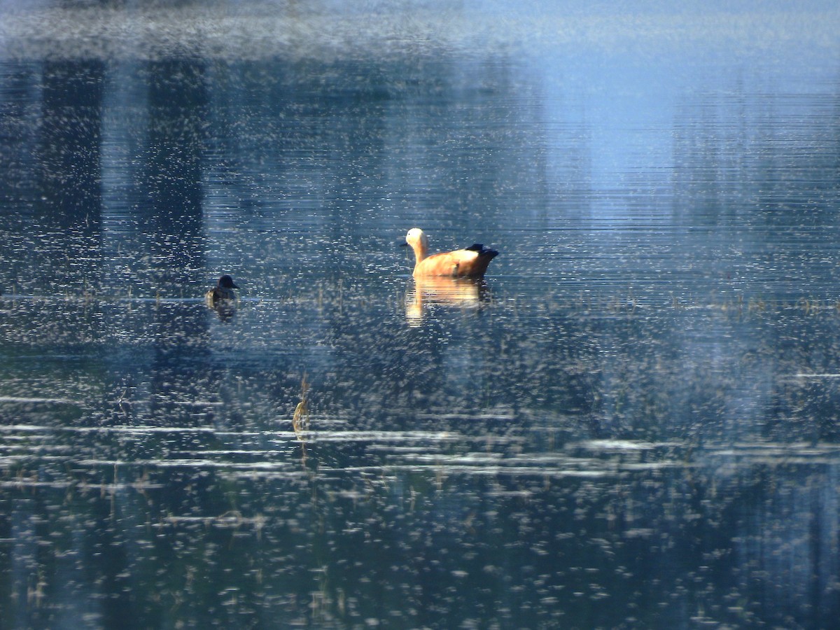 Ruddy Shelduck - ML649438054