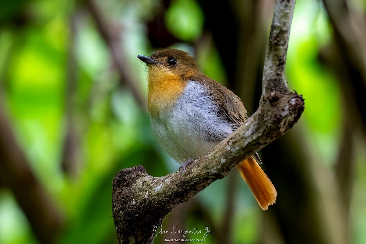 Palawan Flycatcher - ML649438055