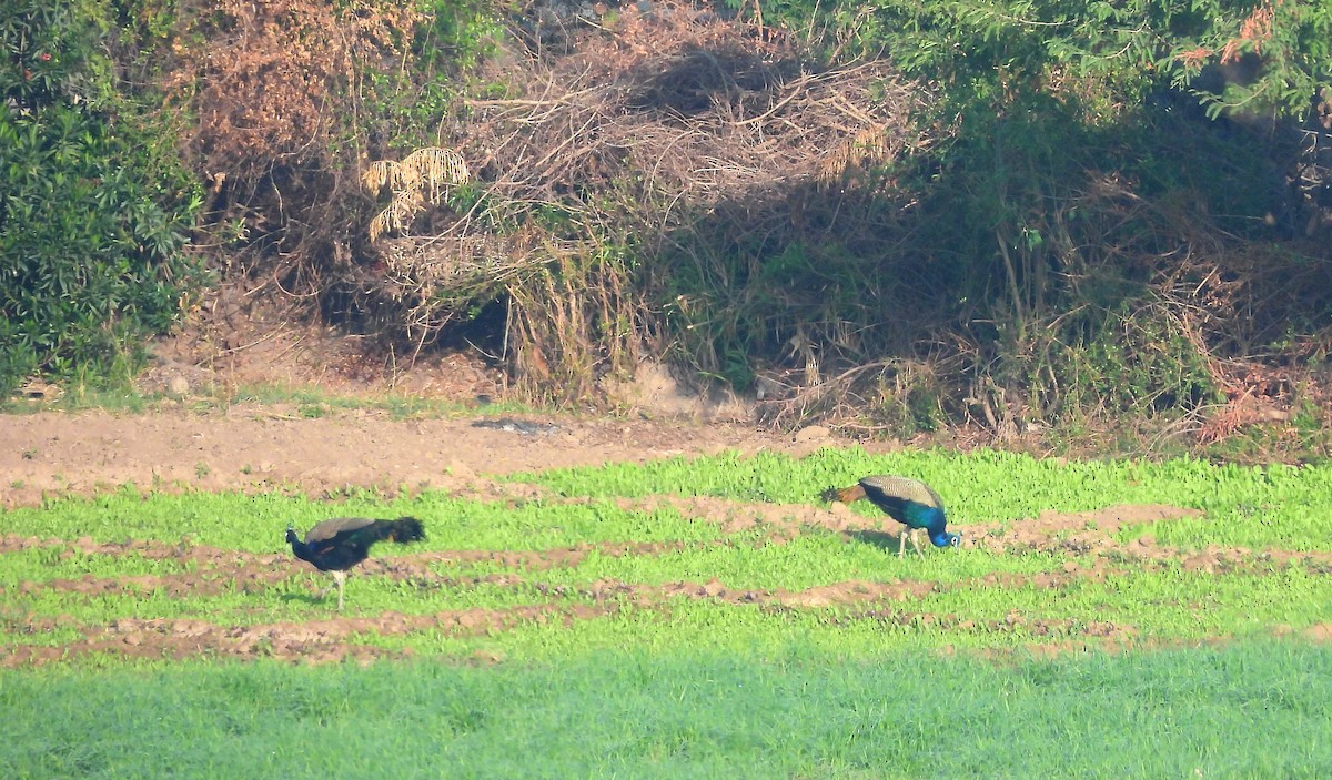 Indian Peafowl - ML649438056