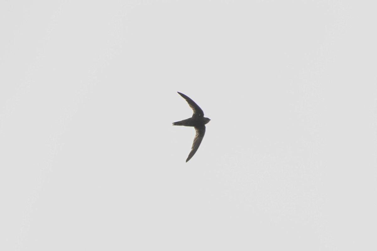 African Swift - ML649438057