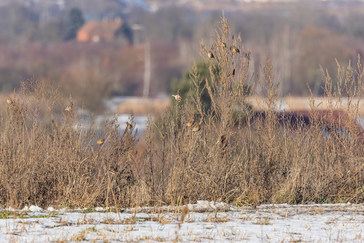 Eurasian Linnet - ML649438059