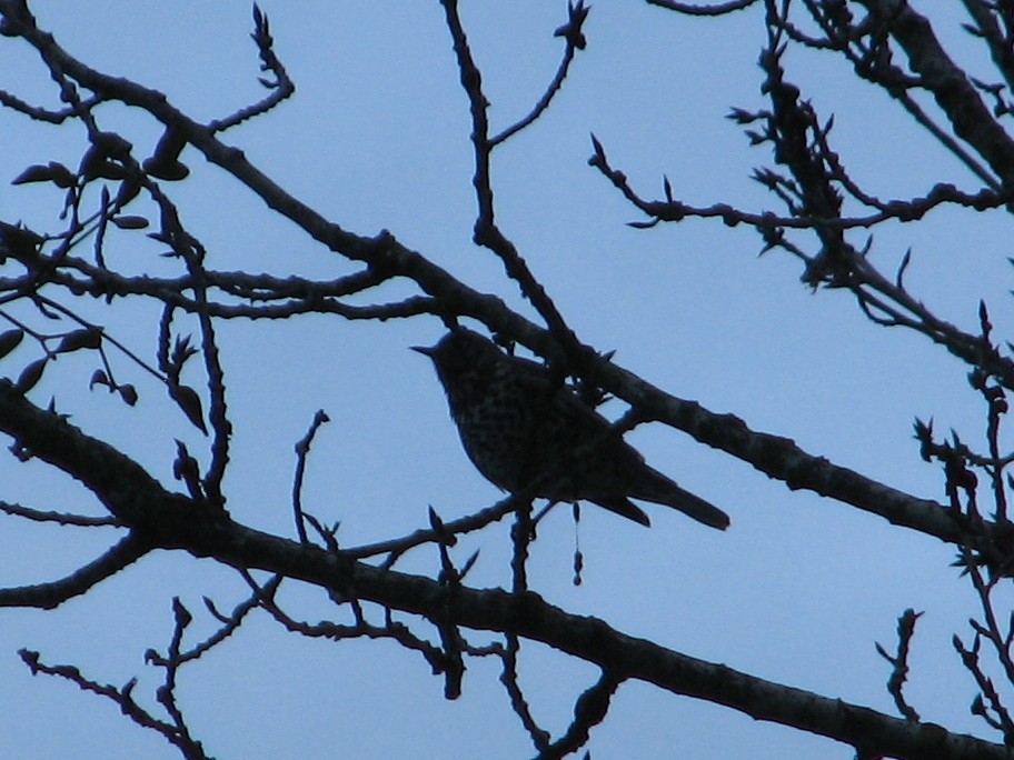 Mistle Thrush - ML649438060