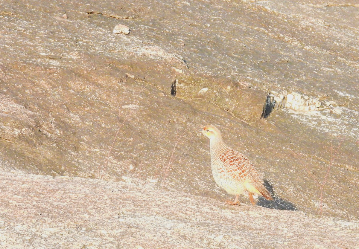 Gray Francolin - ML649438061